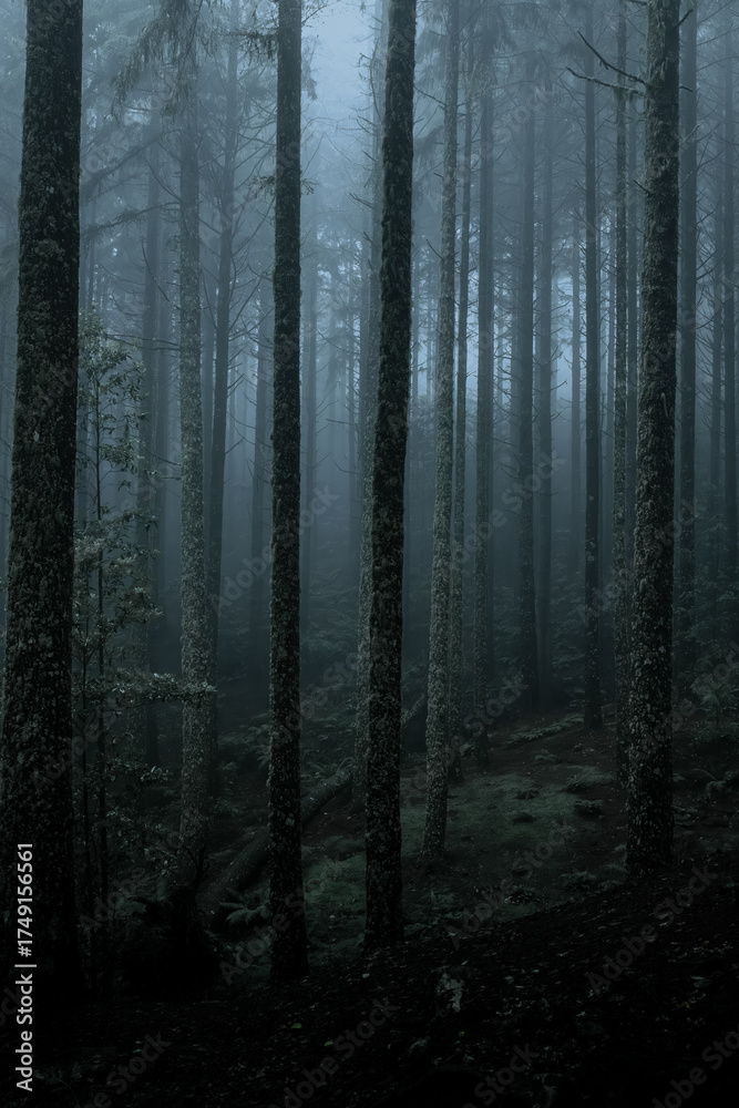 Naklejka premium Mysterious Foggy Forest at Dusk