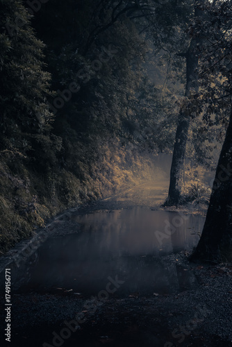 Mysterious Foggy Forest at Dusk
