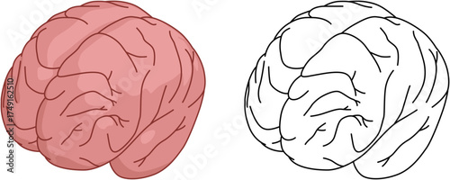 Isometric Illustration Set of Human Brain with Colored and Line Drawing