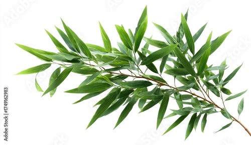 Lush green bamboo branch against white background