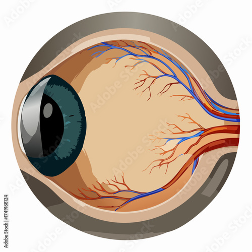 Anatomical Cross-Section of a Human Eye with Veins and Eye Anatomy
