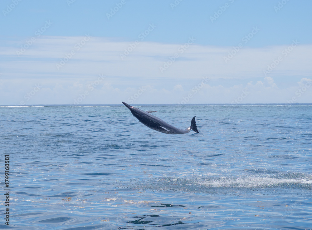 Naklejka premium Jumping, rotating and twisting spinner dolphin (Stenella longirostris) above the waters of the Moorea lagoon, Society Islands, French Polynesia, South Pacificn Ocean