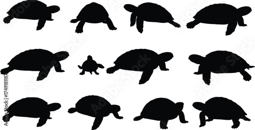 Silhouette collection of turtles and tortoises walking and resting, wildlife nature concept, reptile animal illustration, slow movement, sea life art