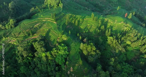 Aerial footage of tea farm terrace landscape in China