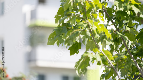 Green tree leaves with modern apartment building in background in eco city style