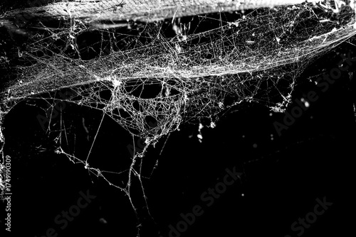 spider web on a dark background