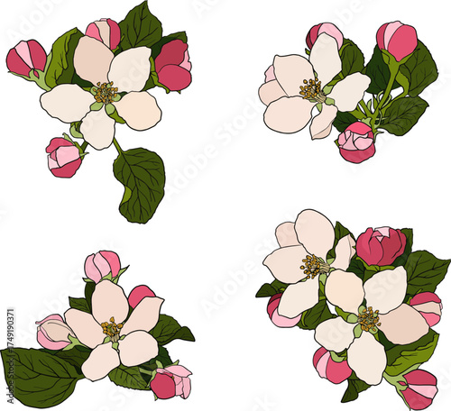 Variants of several apple tree flowers.