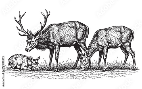 Stag and does grazing in grass deer fawn on grass woodcut engraving vector style illustration