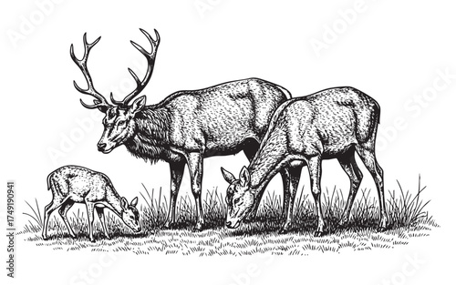 Stag and does grazing in grass deer fawn on grass woodcut engraving vector style illustration
