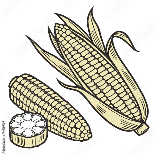 Two whole corn cobs and one cut corn cob vector graphic