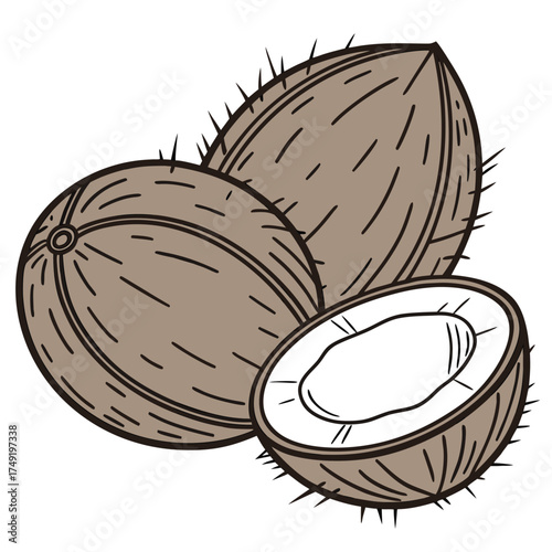Two whole coconuts and one half coconut vector illustration
