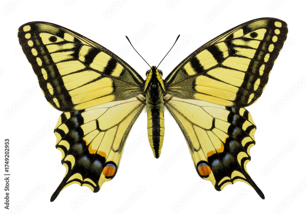 Fototapeta premium Isolated Yellow Swallowtail butterfly with open wings close up on a neutral background