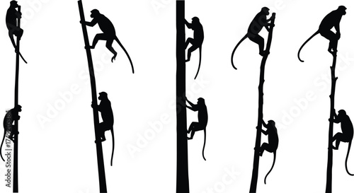 Silhouette of monkeys climbing tall trees in forest, wild animal illustration, jungle wildlife vector design, black monkey art collection