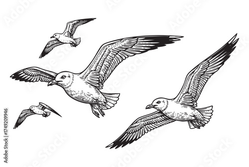 Flock of Seagulls Ocean, Coast, and Freedom in a Vintage Engraving Style