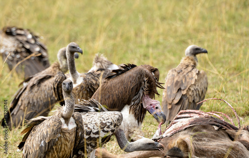 Φωτογραφία Vautour oricou, targos trageliotus,  Vautour a dos blanc, gyps bengalensis, Vaut