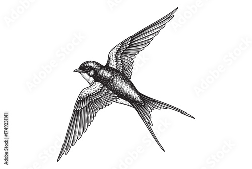 Swallow Bird Flying engraving vector illustration