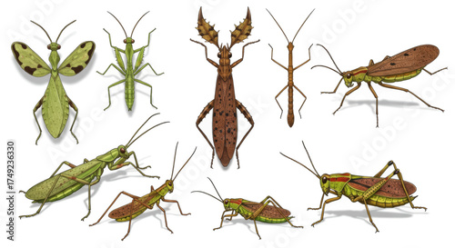 A Diverse Collection of Insects Stick Insects, Praying Mantises, and Grasshoppers