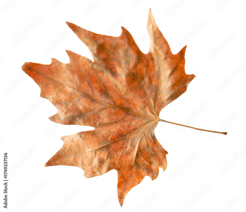 Obraz premium One dry maple leaf isolated on white. Autumn season