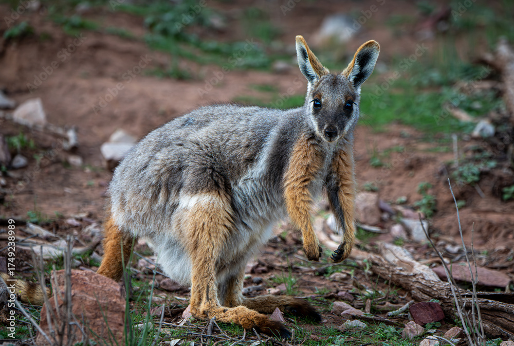 Naklejka premium Yellow-footed Rock Wallaby