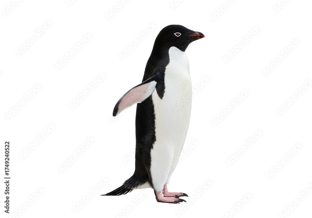 Obraz premium Adelie penguin standing isolated PNG on transparent background, Antarctic bird with black head and white belly for wildlife and nature designs