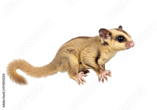 Foto Cute sugar glider PNG isolated on transparent background, small nocturnal glidin