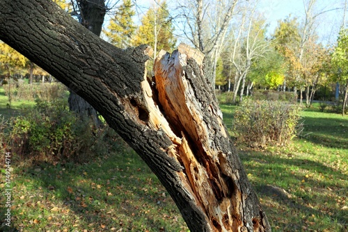 old tree trunk