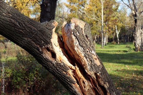 old tree trunk