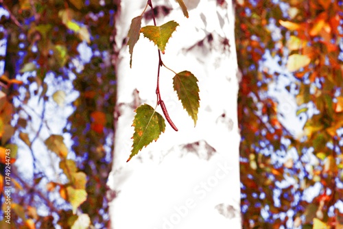 autumn leaves on a tree
