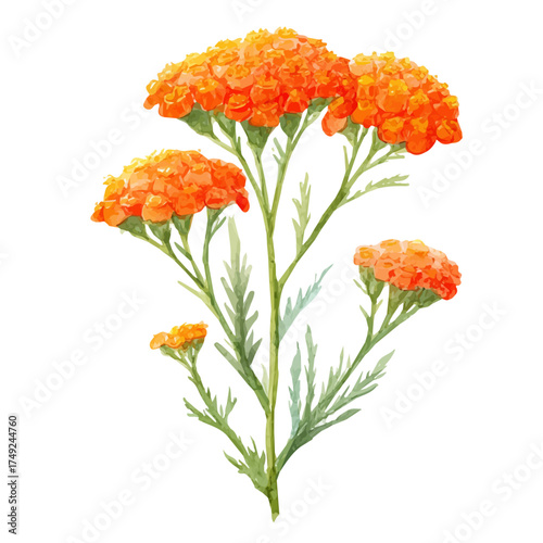 Achillea watercolor vector illustration, high-quality artwork isolated on a pure white background.