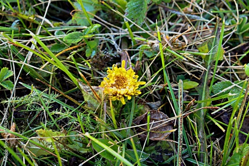 yellow flower in the grass