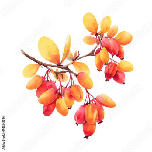 Watercolor Barberry vector, artistic painting style, high-resolution illustration on a pure white background.