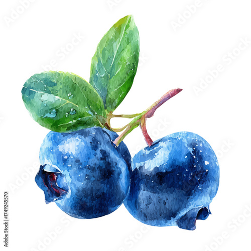 Watercolor painting of Bilberry, detailed and artistic vector illustration on a white background.