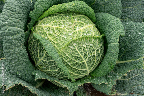 Gardening. 


Brassica oleracea - green cabbage growing on an Amsterdam allotment. 

leaf ,vegetable , red, veg, groenten, tuin, moestuin, tuinieren, kool, water, droplets, autumn, herfst,