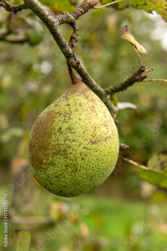 Gardening. 

Pyrus (Pear) fruit  growing on an Amsterdam orchard ready to be picked. 

 tuin, moestuin, tuinieren,  autumn, herfst, harvest, oogst, boomgarden,