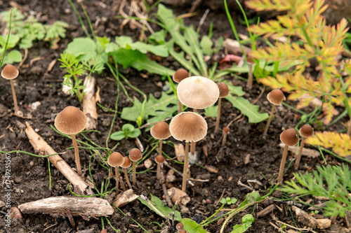 Gardening. 

Soil health - mushrooms growing in a raised bed. 


 tuin, moestuin, tuinieren,  autumn, herfst, fungus, fungal, growths, toadstool , paddestoel, moist, healthy, funghi, decomposition,