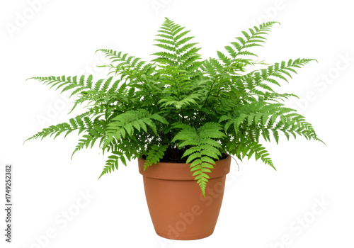 Isolated Boston fern in terracotta pot against seamless studio backdrop, natural light