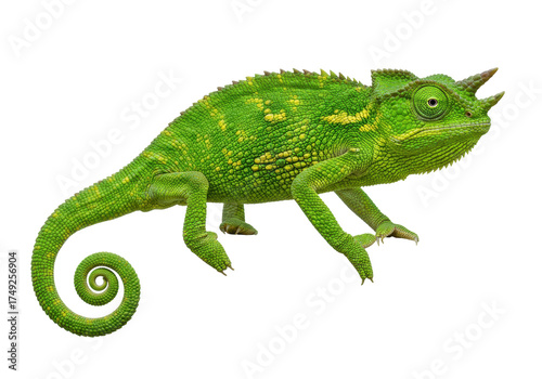 Green Jackson s chameleon isolated PNG, a reptile with three horns on transparent background Detailed skin texture, exotic pet for design use