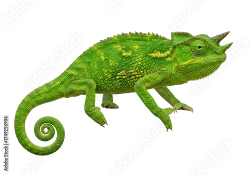 Fototapeta Green Jackson s chameleon isolated PNG, a reptile with three horns on transparent background Detailed skin texture, exotic pet for design use