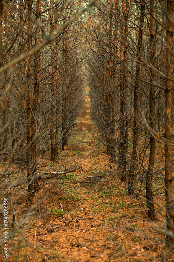 Fototapeta premium Dense spruce plantings, a path between rows of pine trees in a dense forest. Dark forest landscape with soft light and earthy tones. Wildlife, Mystical Autumn Forest 