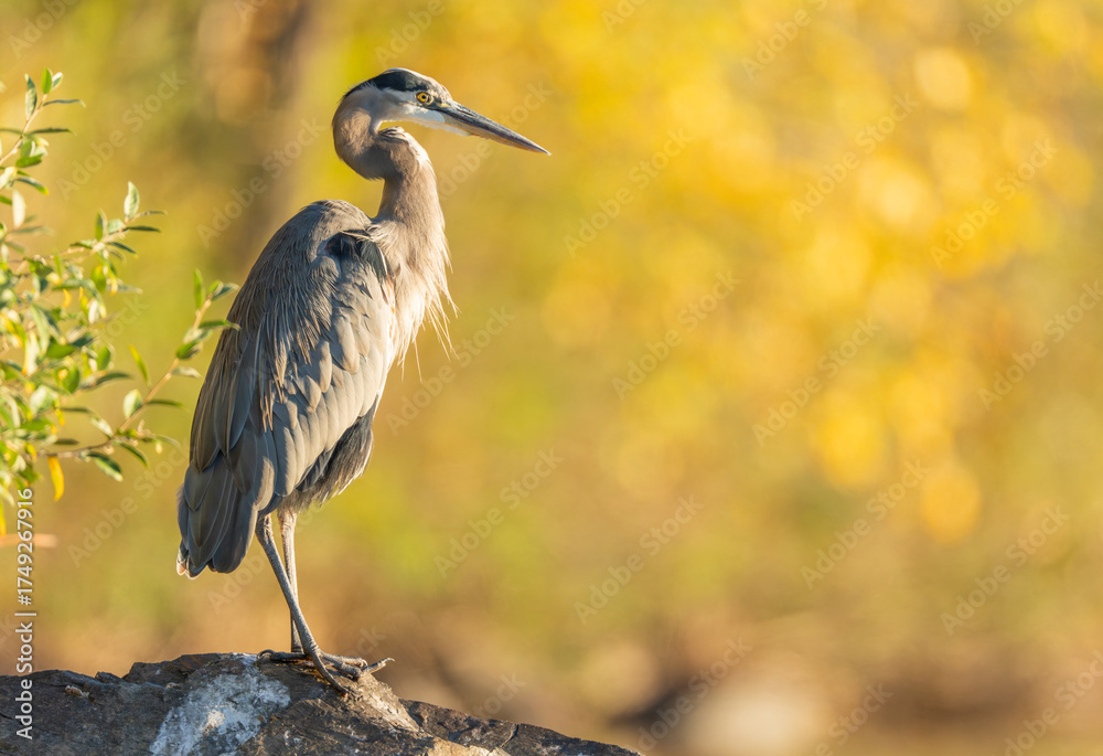 Fototapeta premium great blue heron standing on a rock next to a pond at sunrise with warm yellow light on a fall morning.