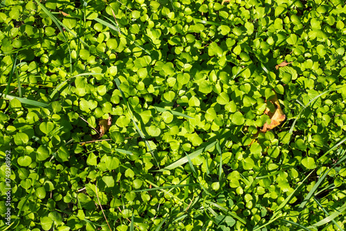 Clover field view