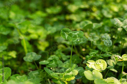 Clover field view
