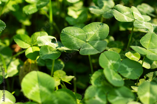 Clover field view