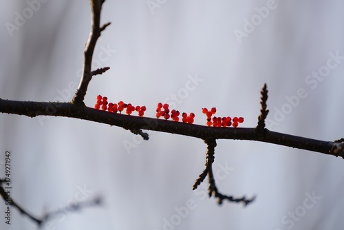 Happy new year branch with red text in nature