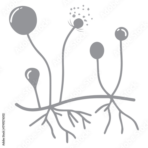 Fungus Growth Cycle