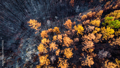 aerial view of the forest after the fire,  damaged environment caused by global warming	