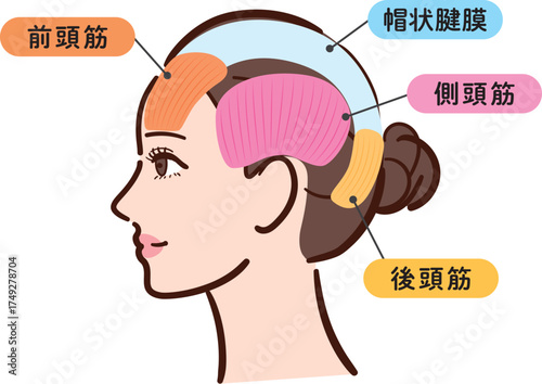 若い女性の横顔　頭部の筋肉の図解イラスト（名称とライン付き・カラフル）