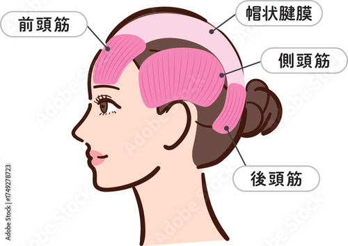 若い女性の横顔　頭部の筋肉の図解イラスト（名称とライン付き）