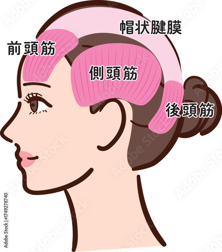 若い女性の横顔　頭部の筋肉の図解イラスト（名称あり）