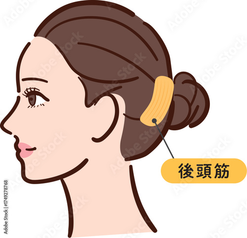 若い女性の横顔　後頭筋の図解イラスト（名称とライン付き・カラフル）